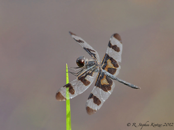 Celithemis fasciata, male